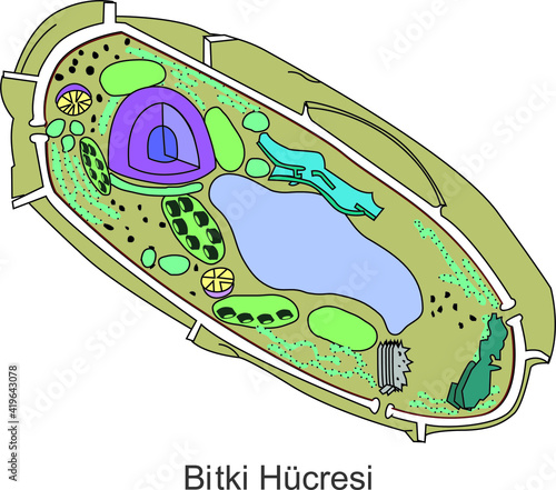 Vector Illustration of Plant Cell, Online Education Material. English Translation: Plant Cell