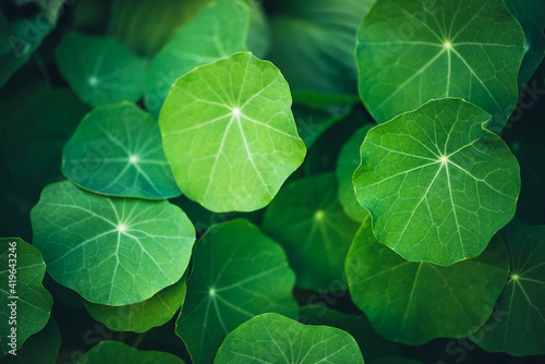 Minimalist nature background with green leaves with veins in sunlight. Beautiful minimal backdrop with leaves of nasturtium in macro. Nature minimalism with greenery. Vivid natural texture of leaves. photo