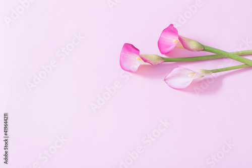 Fototapeta Naklejka Na Ścianę i Meble -  beautiful flowers of calla lily on paper background