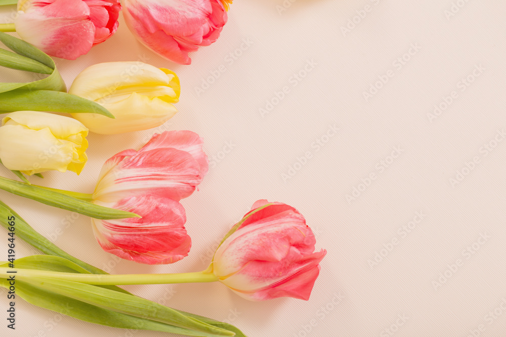 yellow and red tulips on beige background