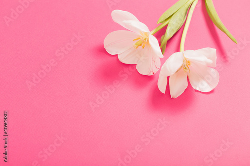 two white tulips on pink background