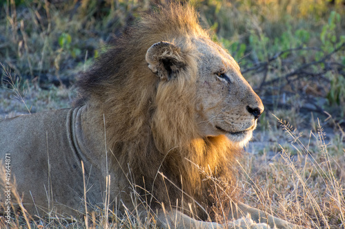 Male lion  Panthera leo  resting in the morning sunlight in the Timbavati Reserve  South Africa