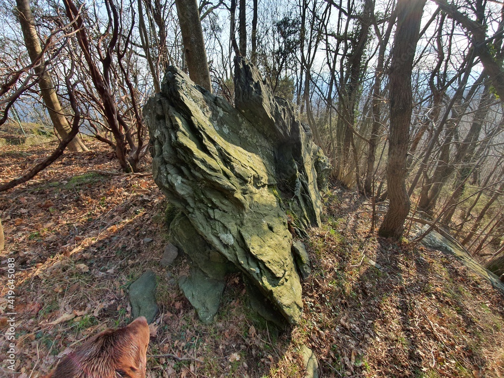 Boschi di Alpicella, Parco del Monte Beigua (Savona) Boschi di Alpicella, Parco del Monte Beigua (Savona)