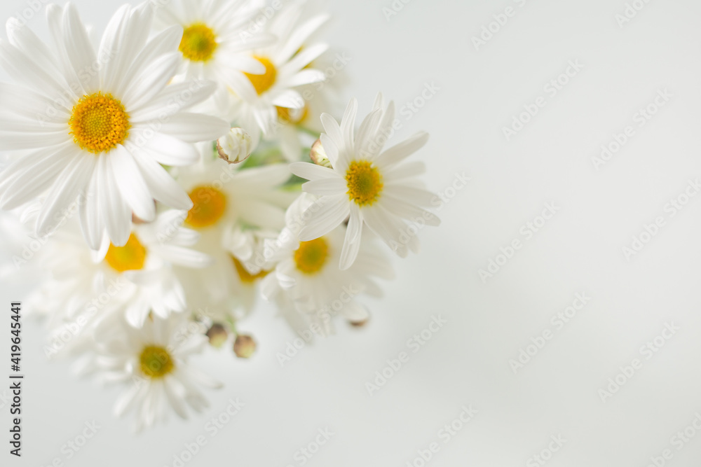 Obraz premium close up Margaret flower on white background