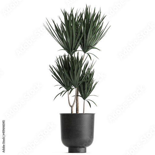 Dracena in a black flowerpot isolated on white background