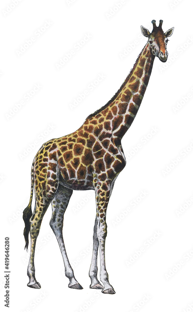 Giraffe - vintage illustration from Larousse du xxe siècle