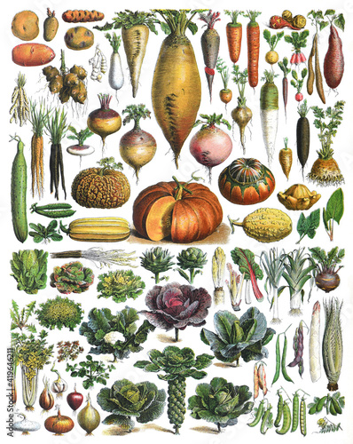 Vegetable collection - vintage illustration from Larousse du xxe siècle