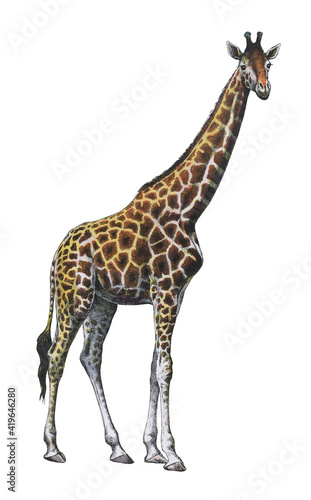 Giraffe - vintage illustration from Larousse du xxe si  cle