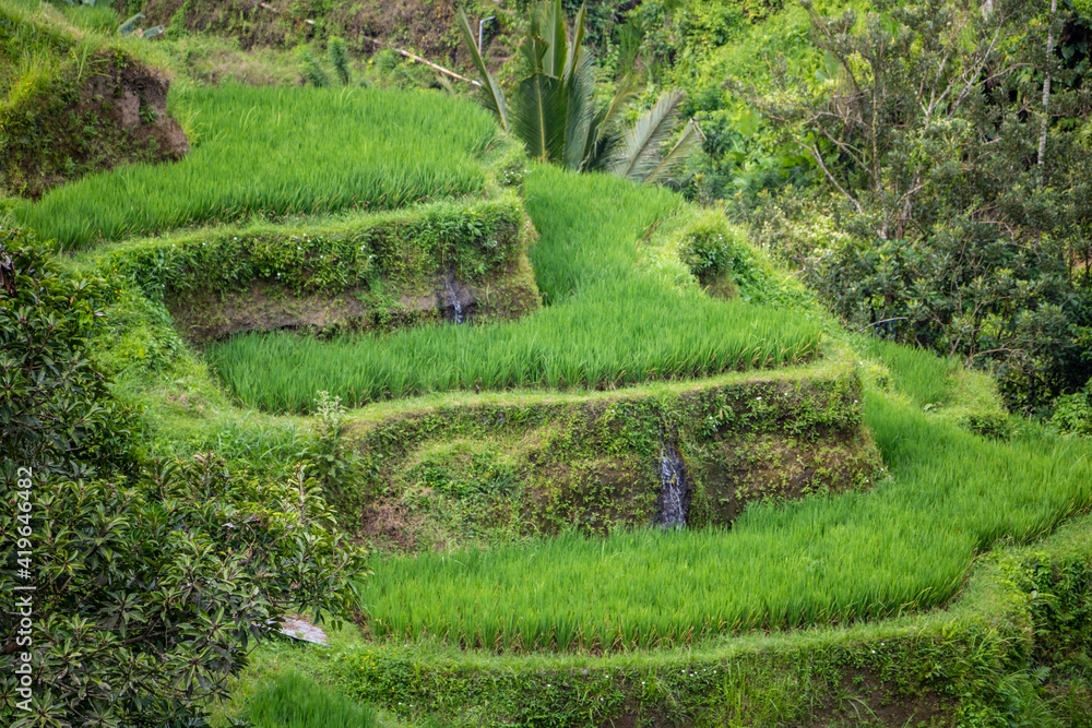 landscape from a high mountain on a beautiful background of a coffee and rice farm with small house and a waterfall