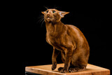 Oriental cat, short-haired pet on a dark background