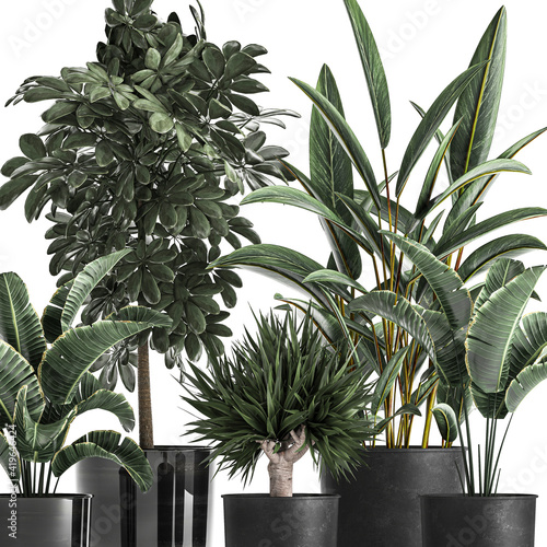 exotic plants in a black pot on white background