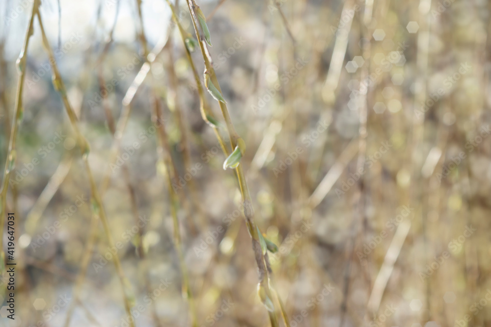 Blurred natural spring background with branches in a sunny haze in soft light colors. Blurred natural spring background with branches in a sunny haze in soft light colors.