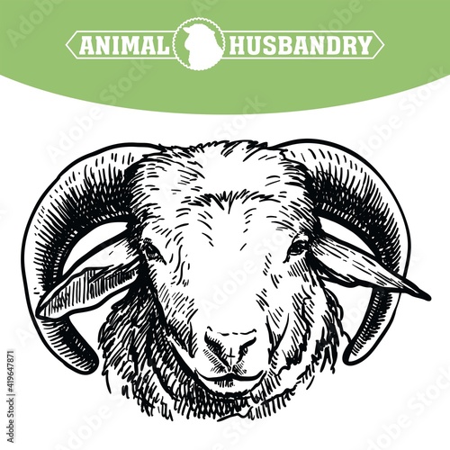 Breeding cattle. head of a sheep. vector sketch on white background