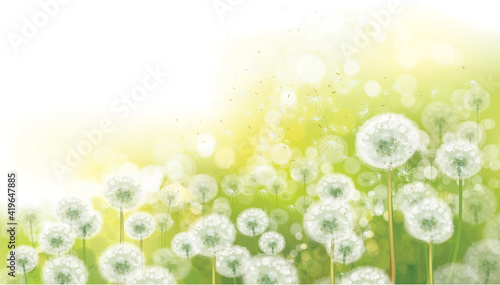 Vector spring bokeh background with white dandelions.