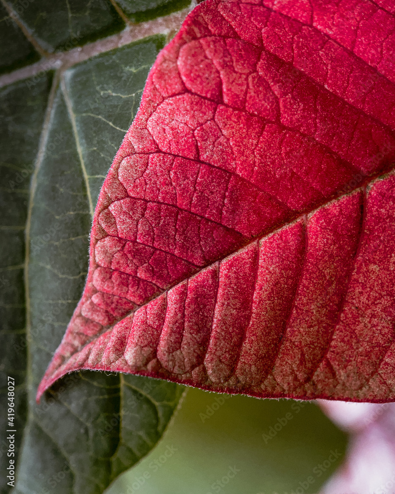 Close up of a textured and detailed red poinsettia leaf veins
