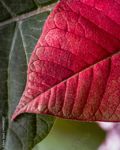 Close up of a textured and detailed red poinsettia leaf veins