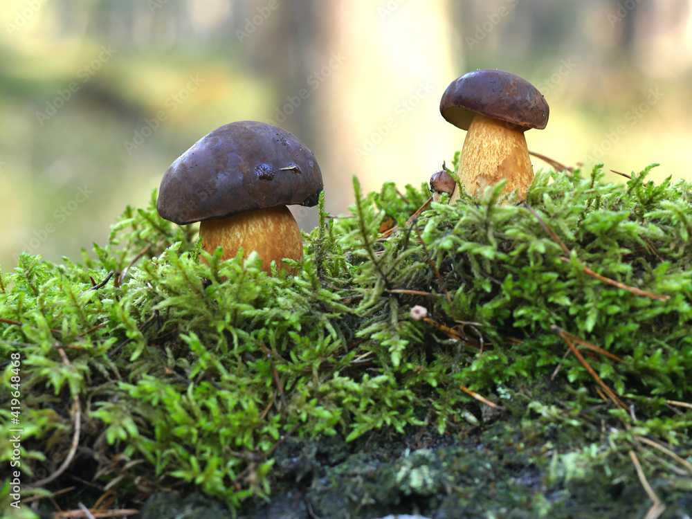 two appetizing boletus on heathers background two appetizing boletus on heathers background
