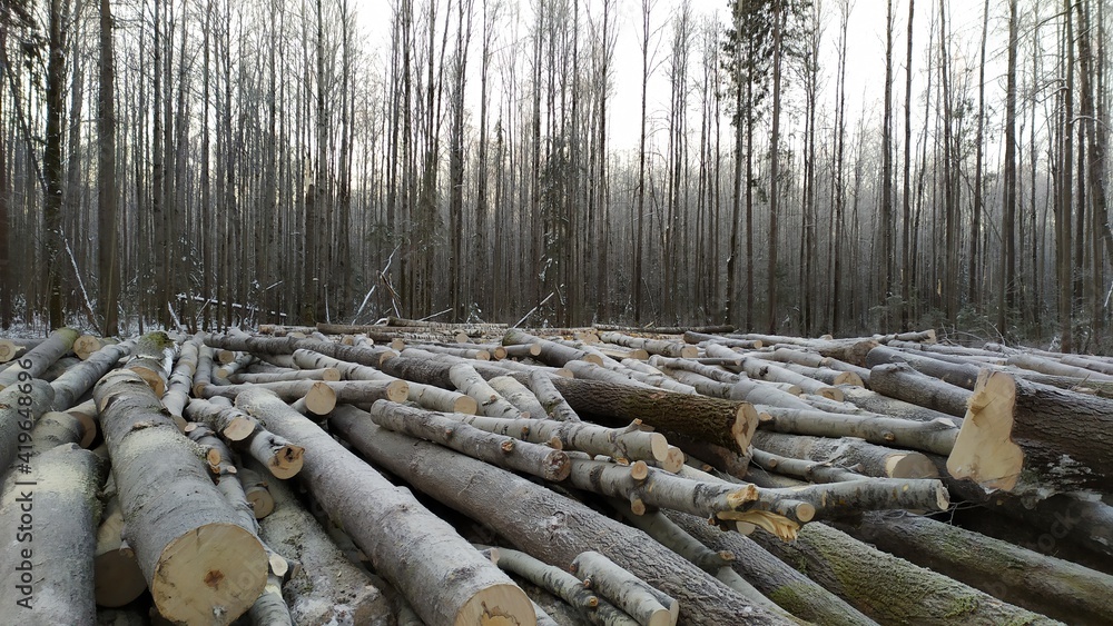 An overpass in the forest. logs in the snow
An overpass in the forest. logs in the snow