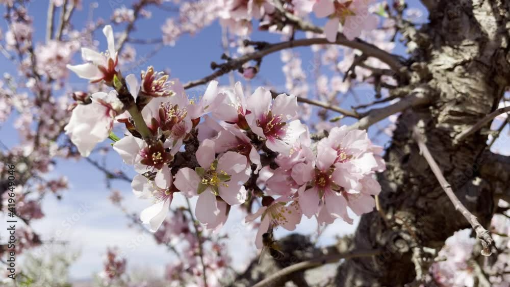 Bee pollinating flower on blooming almond tree Bee pollinating flower on blooming almond tree