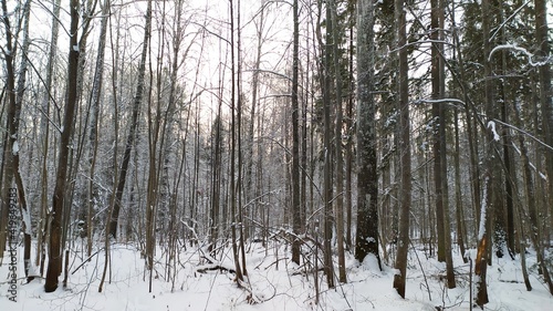 Winter forest shrouded in snow