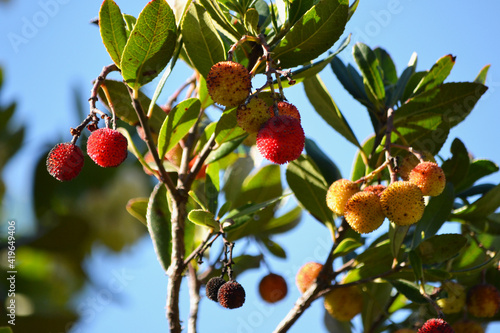 strawberry tree