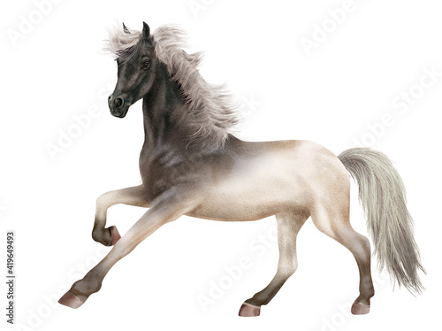 cheval  licorne  animal  fantaisie  blanc    talon  blanc  t  te noir  poney  photo  crin  illustration  poulain  chevalin  3d  fond blanc  jument  debout  premier pas  f    rique  andalou  pur  galop  am