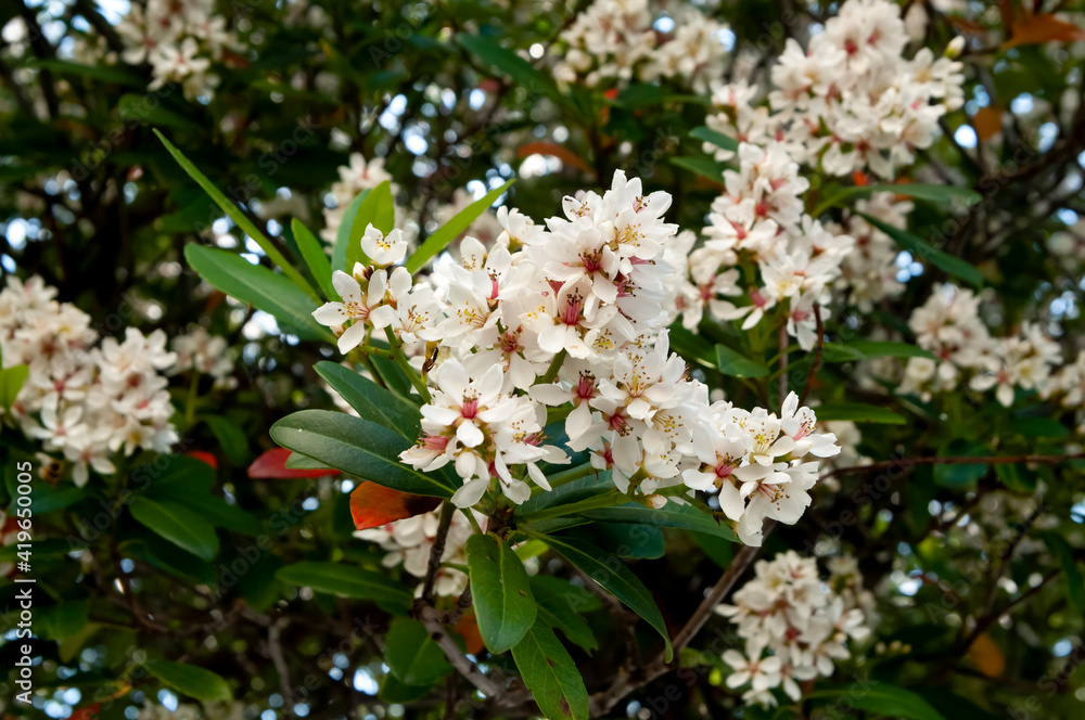 オキナワシャリンバイ（沖縄車輪梅）