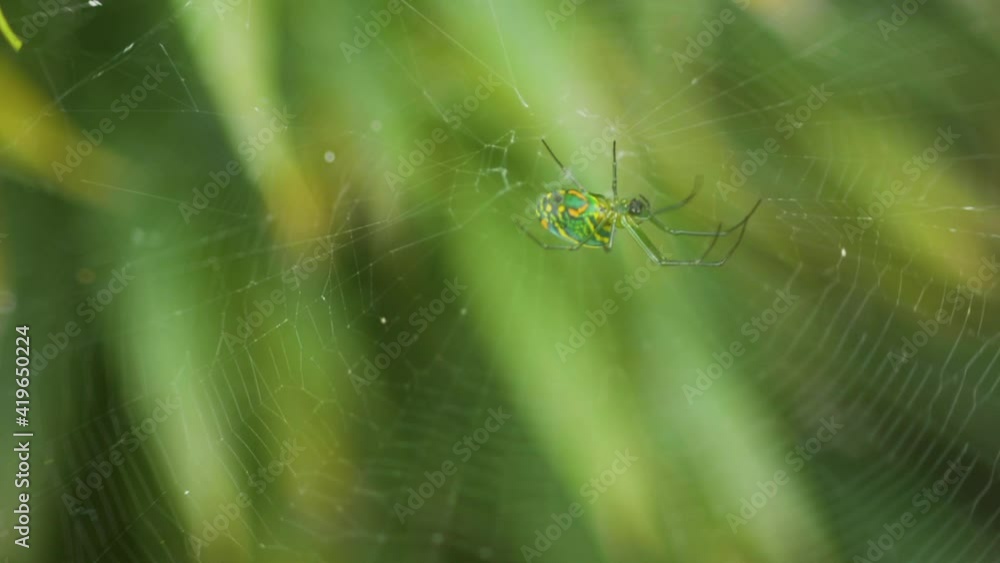 Green spider with orange spots, hanging in its web, with a green blurred plant background. Green spider with orange spots, hanging in its web, with a green blurred plant background.