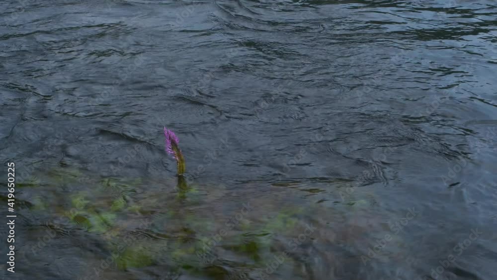Purple water flower emerging from a rushing river Purple water flower emerging from a rushing river