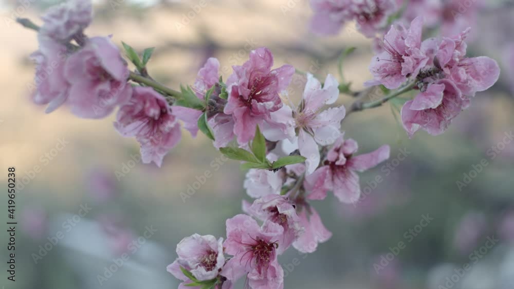 Nectarine tree blossom close up view with blurry background, spring time Nectarine tree blossom close up view with blurry background, spring time
