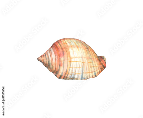 Watercolor beige seashell isolated on a white background. Spiral. Shellfish. Seashell Alphabet cone. Snail. Ocean. Hand drawing.