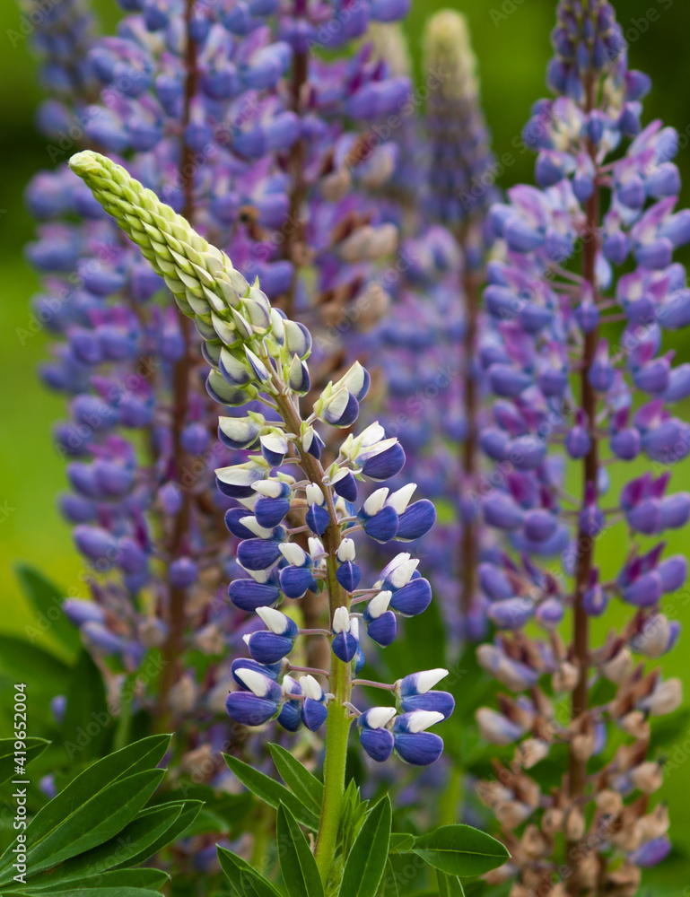 blue lupins on garden at spring. blue lupins on garden at spring.