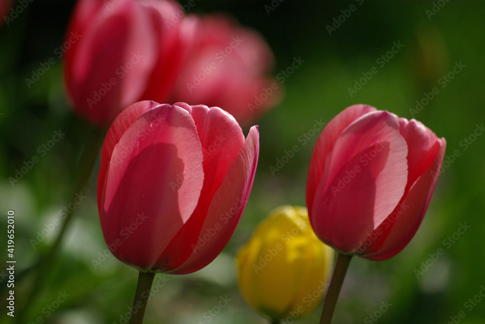 Fototapeta premium Tulipes roses au printemps