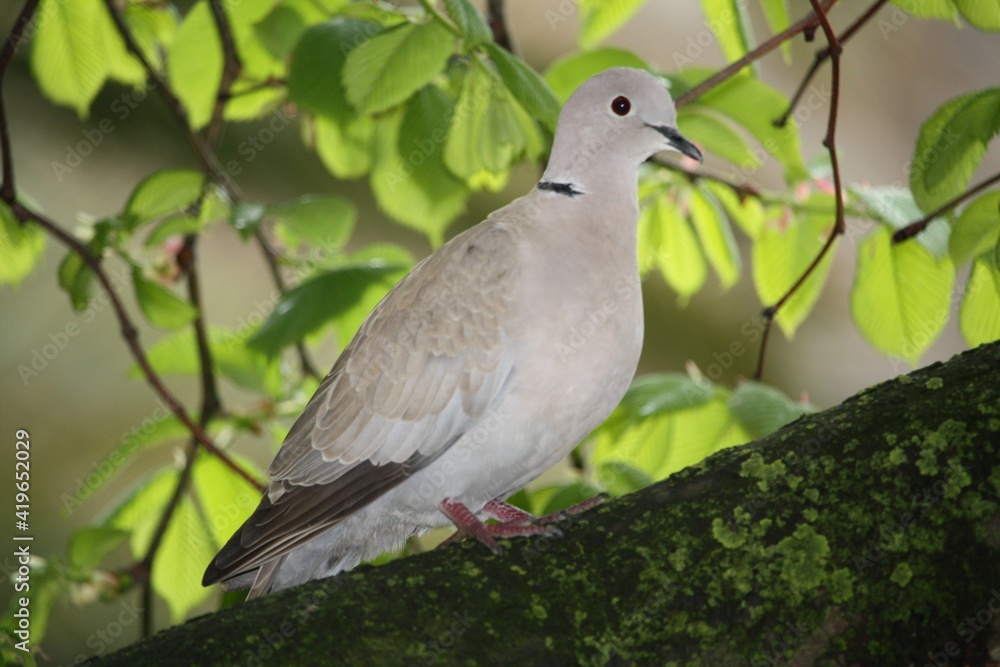 Pigeon Pigeon