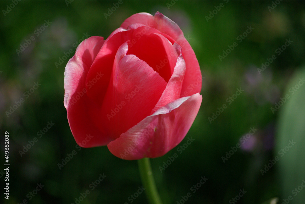 Tulipe rose au printemps