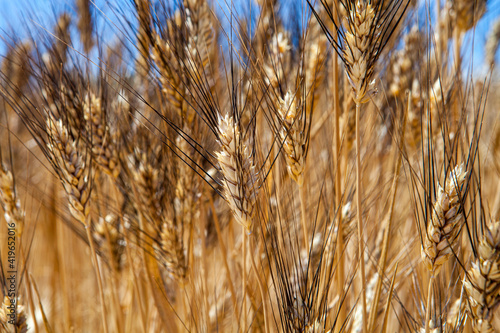 Ears wheat - Siclian wheat field, grain field