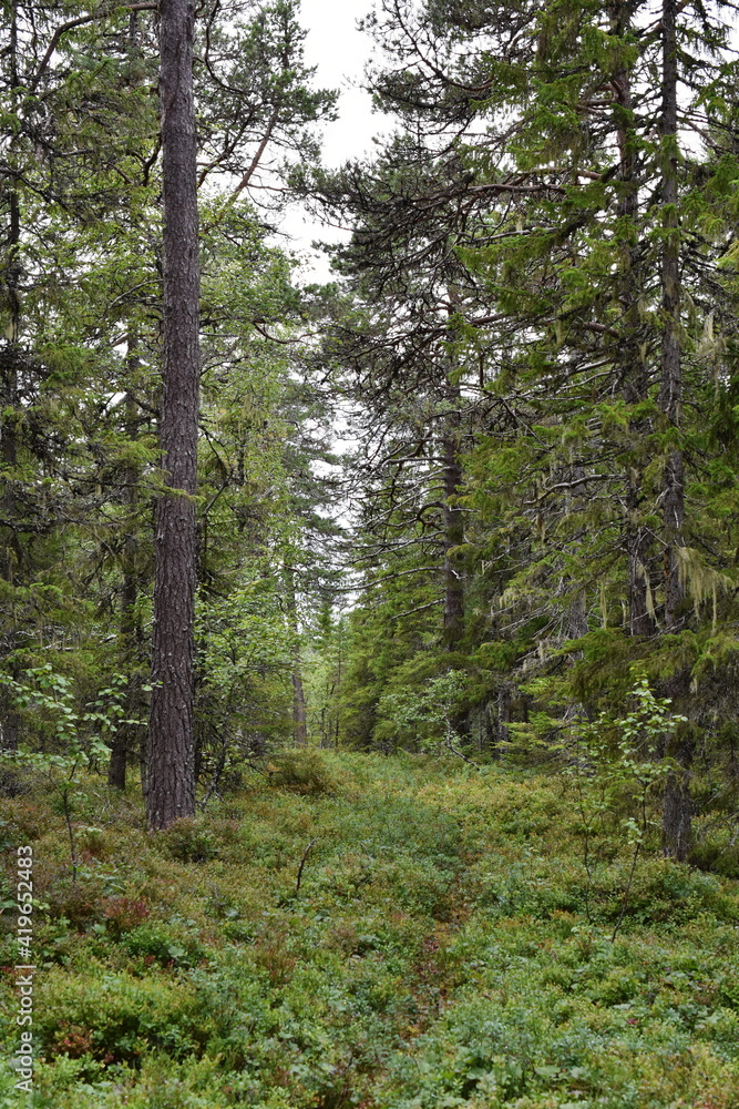 Path in a dense forest environment with big green fir trees Path in a dense forest environment with big green fir trees