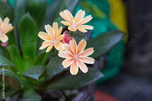 Blooming flowers with dew flowers and green leaves，Lewisia cotyledon