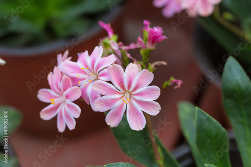 Blooming flowers with dew flowers and green leaves，Lewisia cotyledon