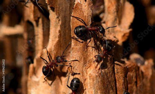 ants in the anthill photo