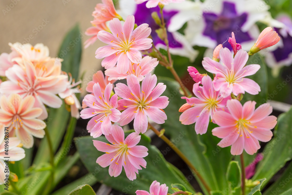 Fototapeta premium Blooming flowers with dew flowers and green leaves，Lewisia cotyledon