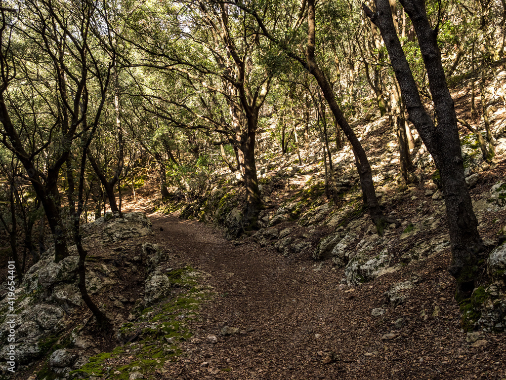 Obraz premium walking path with magical ambient paved with rocks towards the tourist attraction of the famous Es Freu (Orient), hiking area near the village of Bunyola on the balearic island of mallorca, spain