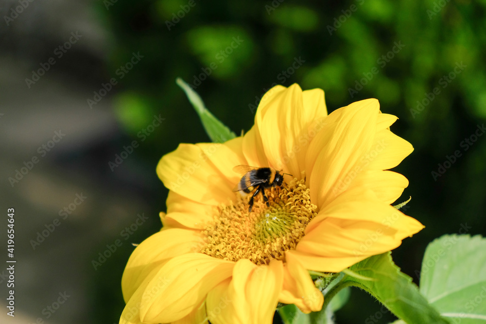 a bumblebee searches for pollen on a yellow flower a bumblebee searches for pollen on a yellow flower