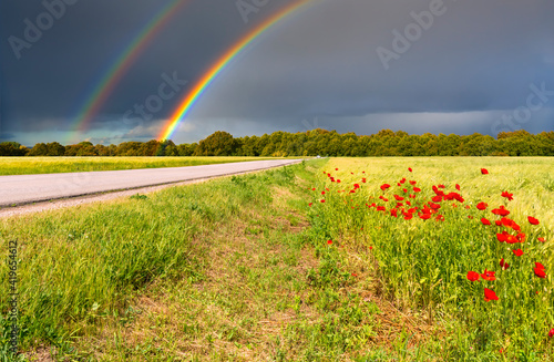 Countryside road among ripening wheat and blossoming poppies, on horizon seen...