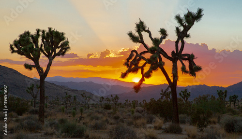 Sunset over Joshua Tree National Park in California  USA