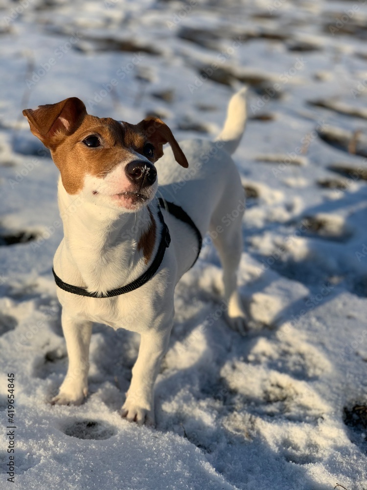 dog jack russell terrier breed close-up on a background of snow