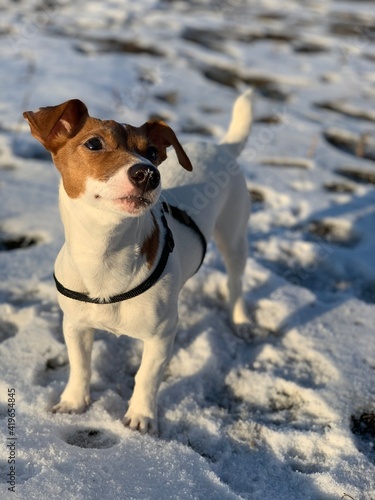 dog jack russell terrier breed close-up on a background of snow