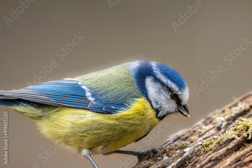 Blue tit at a feeding place at the Mönchbruch pond in a natural reserve in Hesse Germany. Looking for food in winter time. © ms_pics_and_more