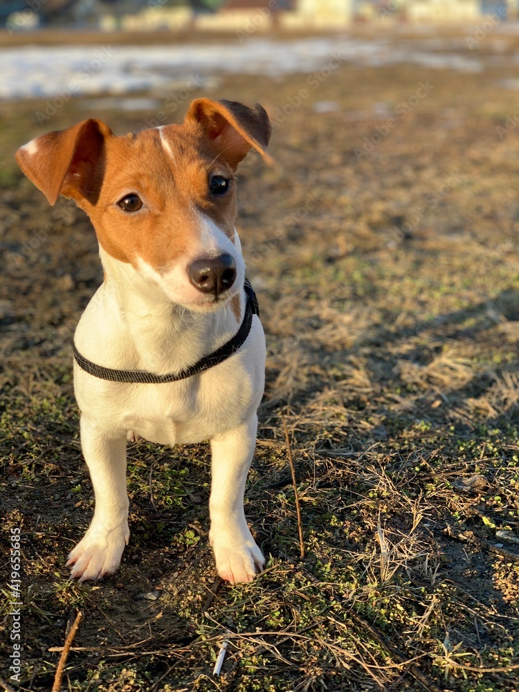 dog breed jack russell terrier close up