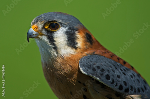 male American Kestrel